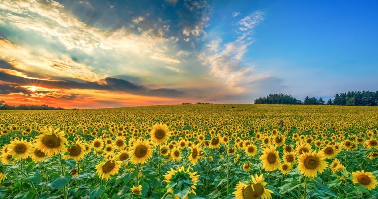 Bine ai venit, draga august!